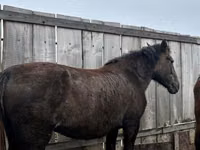 Mare, Horse breed — photo 1