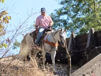 Cheval, Quarter Horse — photo 3