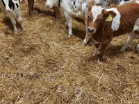 मवेशी (लॉट, लिंग निर्दिष्ट नहीं), Simmental cattle — फ़ोटो 4