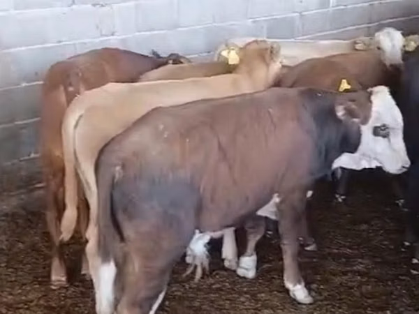 Taureau, Karaku