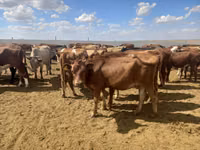 母牛, Red Steppe Cow — 照片 3