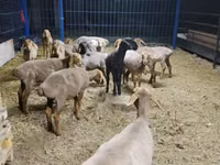 Oveja, Katum sheep — foto 2