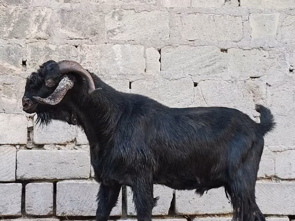 公山羊, Goats