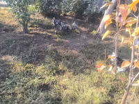 ऑस्ट्रेलॉर्प — फ़ोटो 5