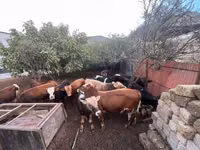 公牛, Red-spotted breed — 照片 6