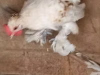 Chickens — الصورة 5