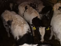 أبقار (دفعة، الجنس غير محدد), Russian Black pied cattle — الصورة 2