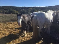 حصان, Gypsy horse — الصورة 2