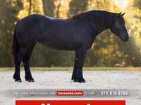 Mare, Percheron — photo 1