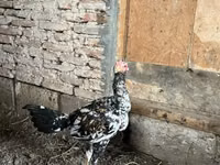 Chickens — Foto 6