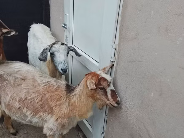 Коза, Козлы