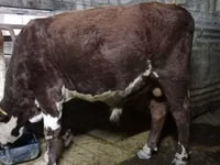 Bull, Brown Mountain — photo 1