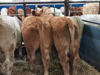 Bovinos (lote, sexo no especificado), Charolais cattle — foto 4