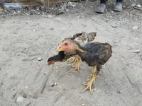 Chickens — Foto 7