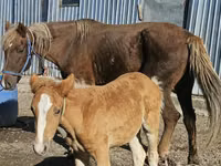 Stute, Altai horse — Foto 2
