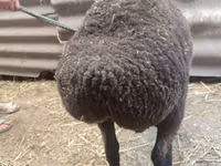 Schaf, Saryarka sheep — Foto 3
