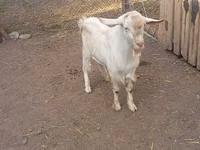 تيس, Saanen goat — الصورة 1