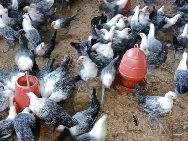 Fayoumi