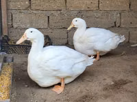 Ducks — फ़ोटो 3