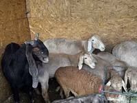 Brebis, Arashan sheep — photo 4