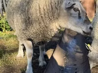 Widder, Texel sheep — Foto 1