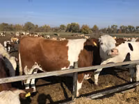 Taureau, Vache rouge danoise — photo 1
