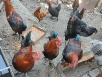 मराँस — फ़ोटो 6