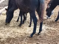 公马, Welsh Mountain Pony — 照片 1