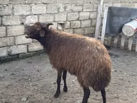 Carnero, Red Karaman sheep — foto 4