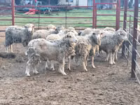绵羊（批次，未指定性别）, Merino sheep — 照片 3