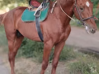 公马, Trakehner — 照片 5