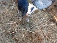 Chèvre, LaMancha goats — photo 5