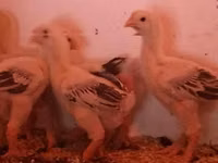 Chickens — Foto 3