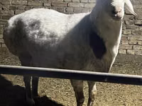 Carnero, Afghan Arabi sheep — foto 1