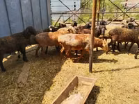 Carnero, Gorkov sheep — foto 3