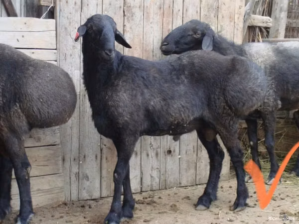 公羊, Kazakh fat-tailed coarsewool sheep