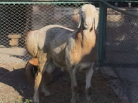 मेढ़ा, Arashan sheep — फ़ोटो 2