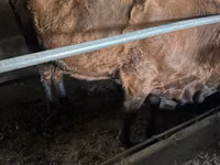 母牛, Cattle — 照片 2