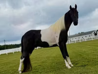 حصان, Tennessee Walking Horse — الصورة 7