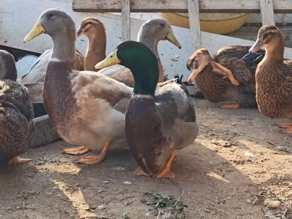 सैक्सोनी