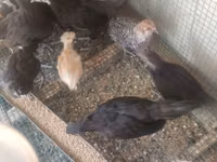 Australorp — photo 4