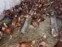 Chickens — 照片 1