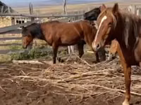 Stute, Kazakh horse — Foto 4
