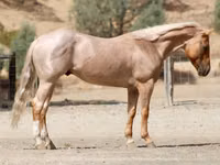 حصان, Quarter Horse — الصورة 1
