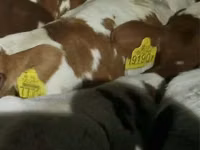 أبقار (دفعة، الجنس غير محدد), Simmental cattle — الصورة 1