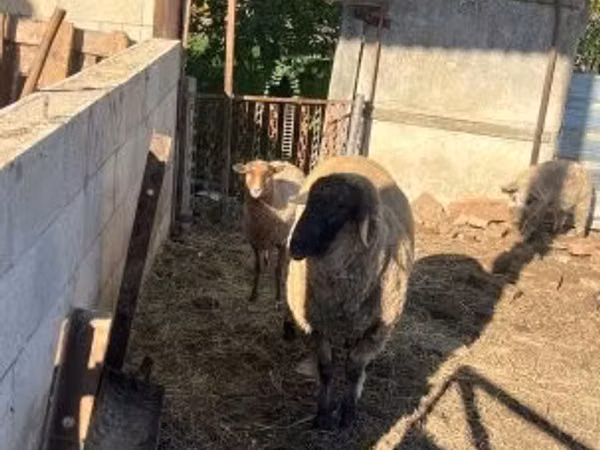 Schafe (Partie, Geschlecht nicht angegeben), Cameroon sheep