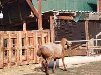 Widder, Edilbay sheep — Foto 4