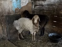 Bélier, Rhon sheep — photo 3