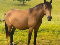 Yegua, Black Sea breed — foto 3