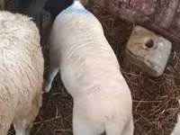 母羊, Dorper sheep — 照片 3
